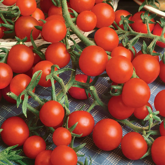 Tomato, Super Sweet Hybrid Seeds Lycopersicon esculentum