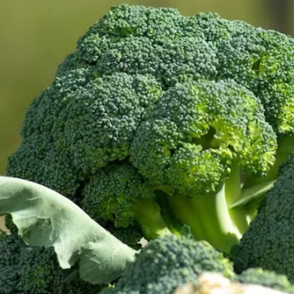 Broccoli Seeds for Planting Waltham 29 (2 Packs Approx. 1200 Seeds-20 Grams) Made in Canada Heirloom Microgreens Heirloom Salad Garnishes Vegetable Gardening
