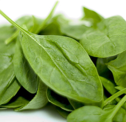 Certified Organic Giant Winter Spinach Seeds by Minigarden – 100% Natural & Non-GMO, High Germination, Open-Pollinated & Reproducible – Perfect for Home Gardens & Farms – Approximately 800 Seeds