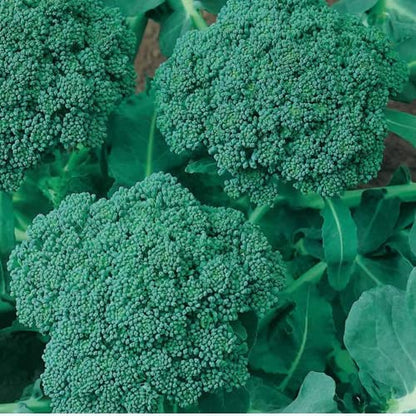 Broccoli Seeds for Planting Waltham 29 (2 Packs Approx. 1200 Seeds-20 Grams) Made in Canada Heirloom Microgreens Heirloom Salad Garnishes Vegetable Gardening