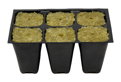 Seedling Starter Trays, 144 Cells (24 Trays - 6 Cells Per Tray) + THCity Stakes