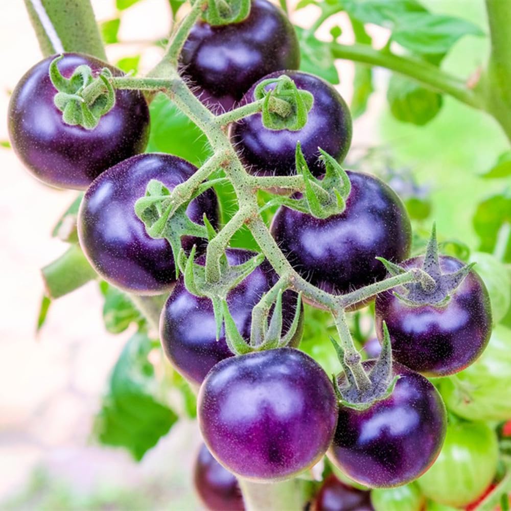300 Premium Purple Tomato Seeds for Planting - Heirloom Vegetable Seeds for Home Garden