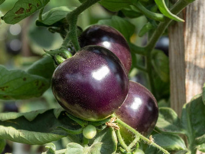 300 Premium Purple Tomato Seeds for Planting - Heirloom Vegetable Seeds for Home Garden