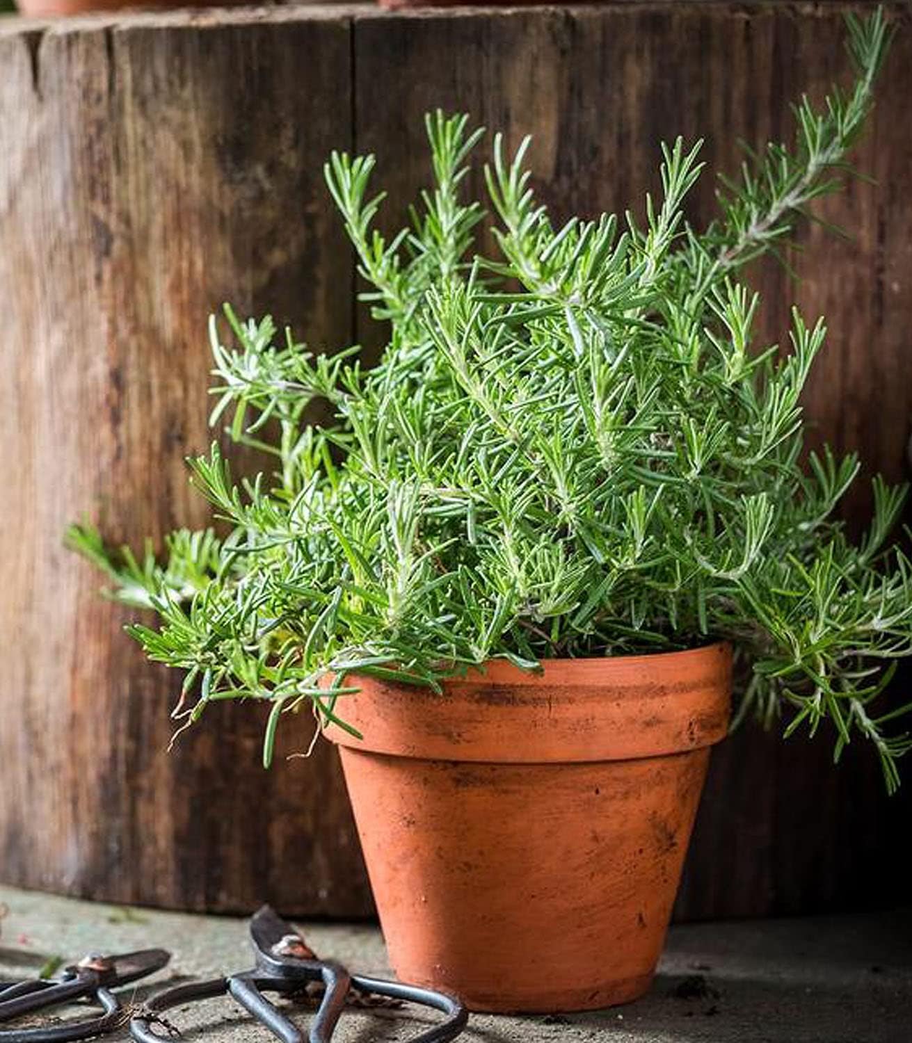 Organic Rosemary seed – 100% Natural & Non-GMO, High Germination, Open-Pollinated & Reproducible – Ideal for Home Gardens & Farms – 100-160 Seeds