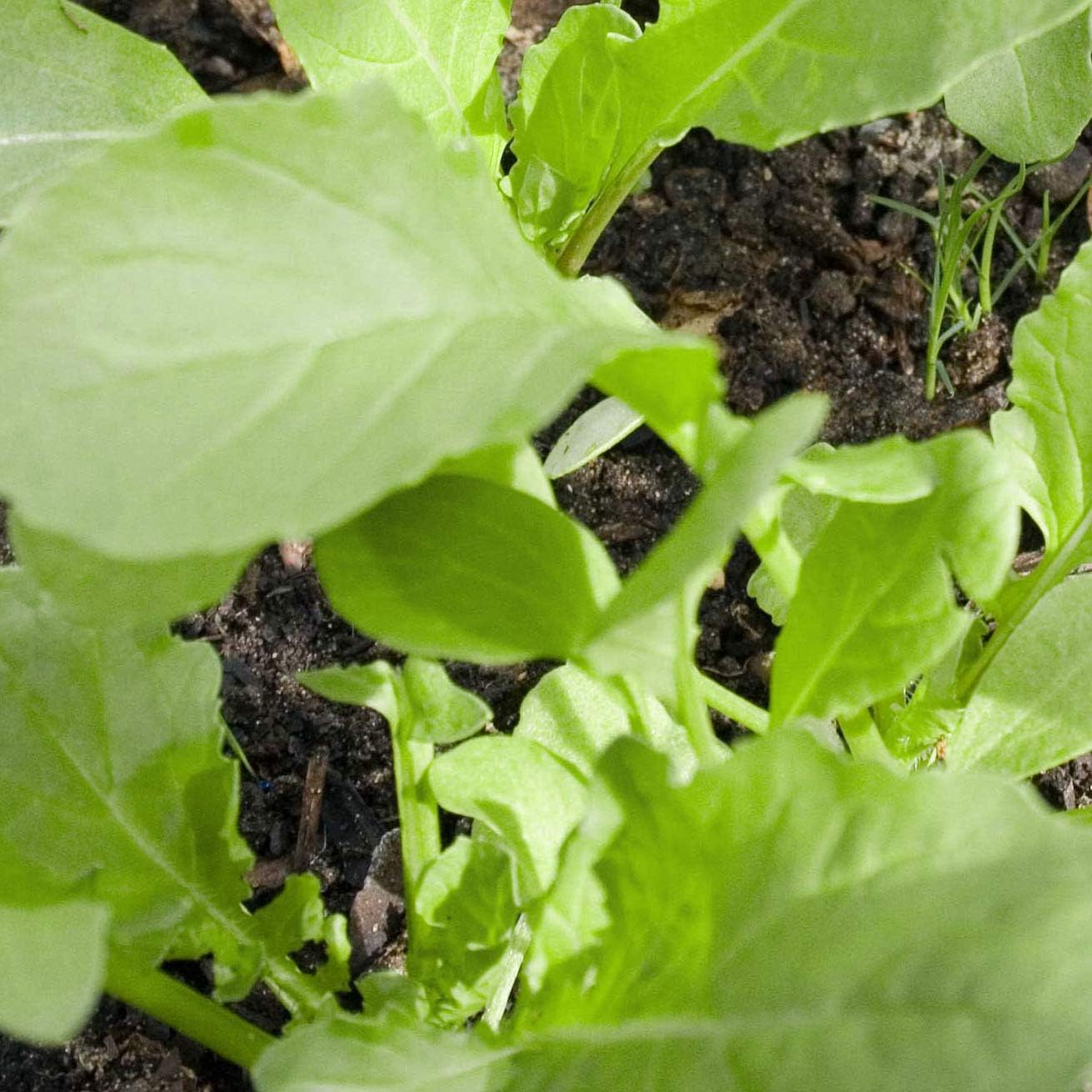 Certified Organic Cultivated Arugula Rocket Seeds – 100% Natural & Non-GMO, High Germination, Open-Pollinated & Reproducible – Perfect for Home Gardens & Farms – 2,000-2,750 Seeds