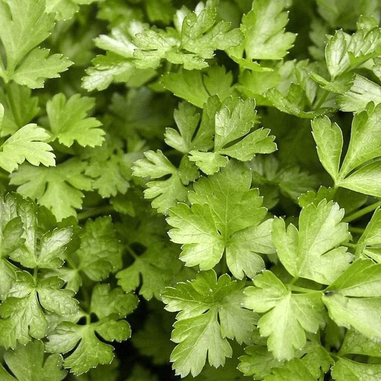 Certified Organic Parsley Seeds 'Giganti di Napoli' by Minigarden – 100% Natural & Non-GMO, High Germination, Open-Pollinated & Reproducible – Perfect for Home Gardens & Farms – 3,000-3,600 Seeds