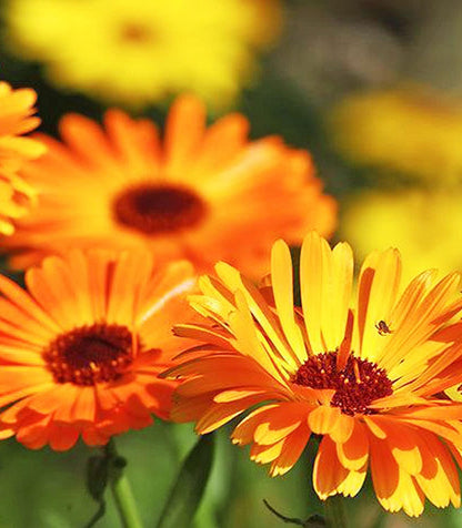 Certified Organic Calendula Seeds – 100% Natural & Non-GMO, High Germination, Open-Pollinated & Reproducible – Ideal for Home Gardens & Farms – 150-175 Seeds