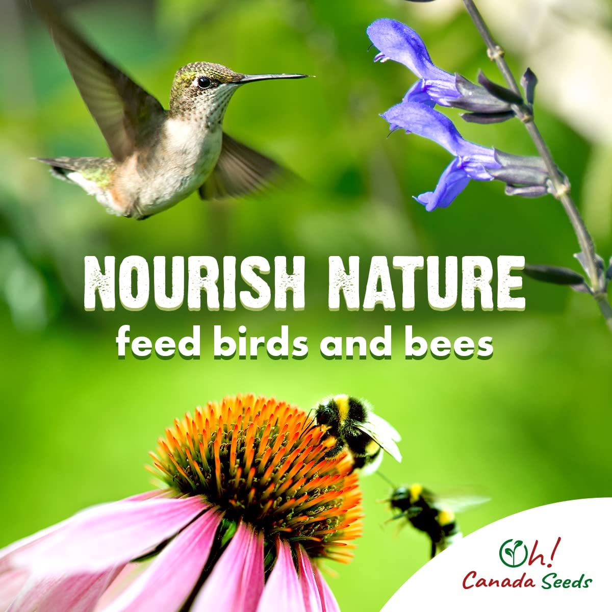 Canadian Wildflower Seeds 3.6 oz - 19 Varieties of Mixed Annual & Perennial Flower Seeds from Oh! Canada Seeds - Graines de Fleurs Sauvages Wild Flowers Seeds Canada Flower Seeds