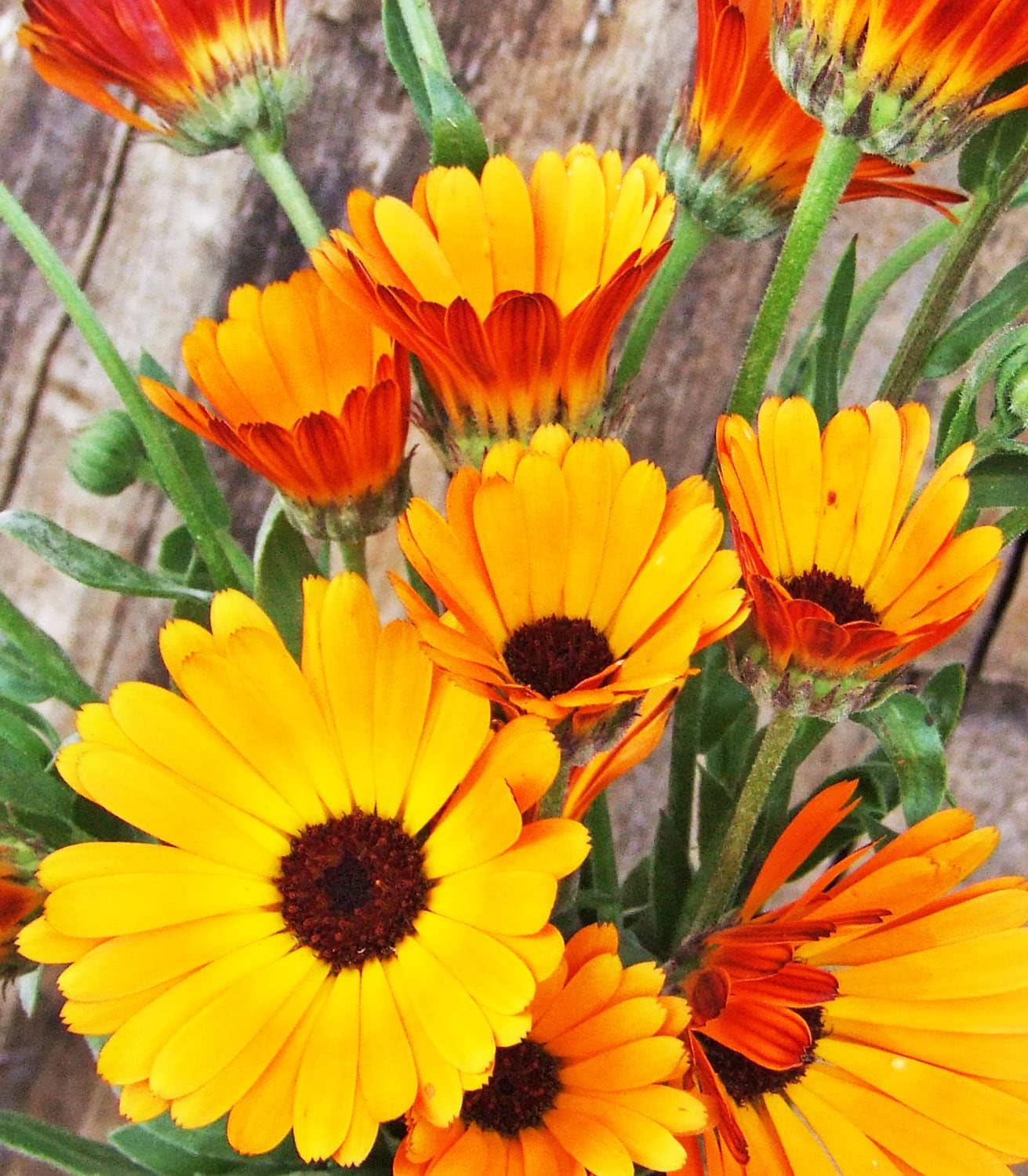 Certified Organic Calendula Seeds – 100% Natural & Non-GMO, High Germination, Open-Pollinated & Reproducible – Ideal for Home Gardens & Farms – 150-175 Seeds