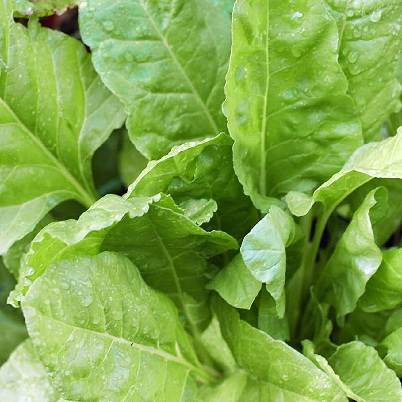 Certified Organic Giant Winter Spinach Seeds by Minigarden – 100% Natural & Non-GMO, High Germination, Open-Pollinated & Reproducible – Perfect for Home Gardens & Farms – Approximately 800 Seeds