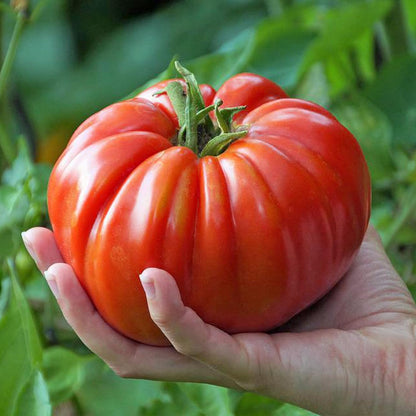 Certified Organic Tomato Seeds 'Marmande' – 100% Natural & Non-GMO, High Germination, Open-Pollinated & Reproducible – Ideal for Home Gardens & Farms – 80-120 Seeds