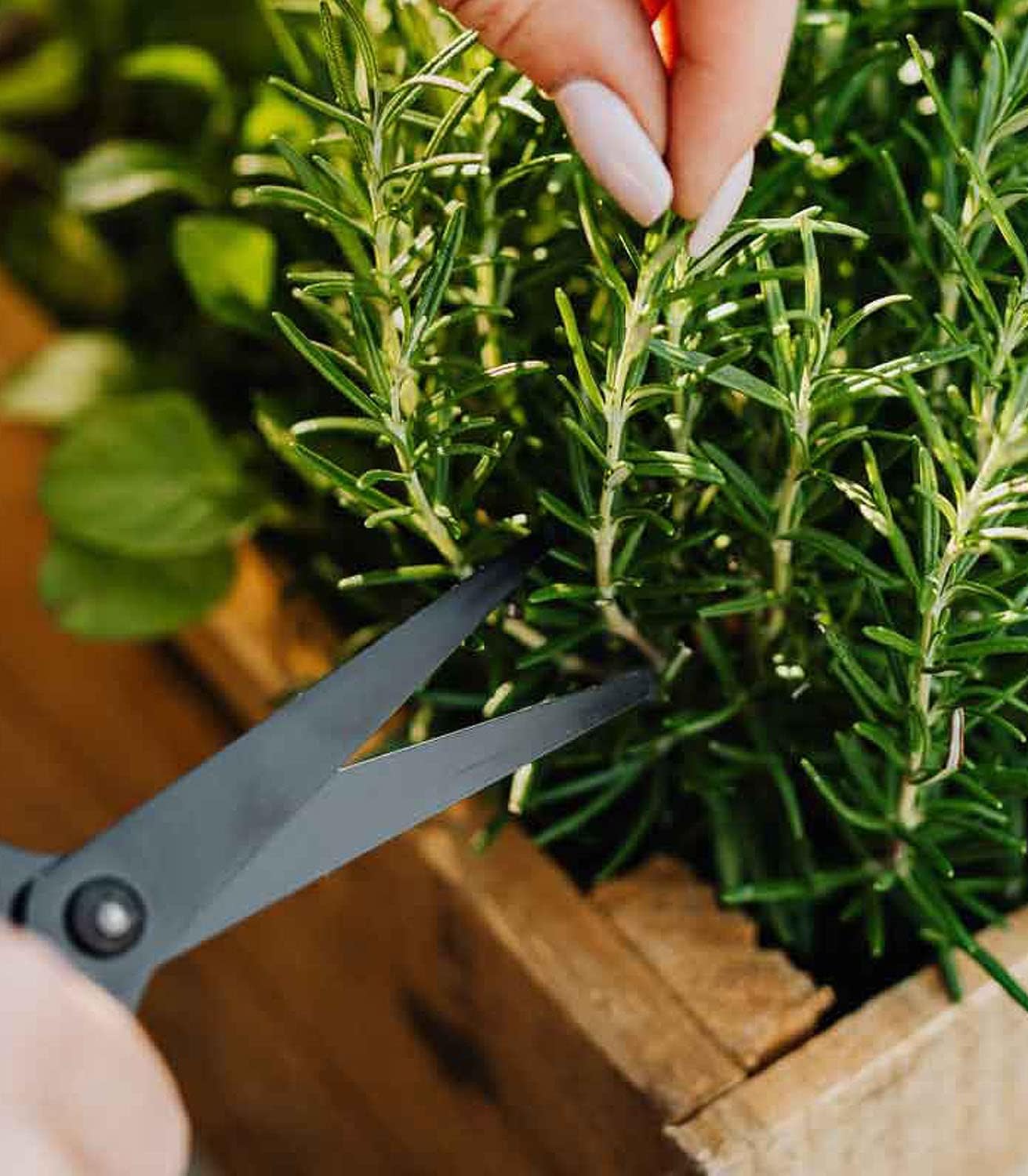 Organic Rosemary seed – 100% Natural & Non-GMO, High Germination, Open-Pollinated & Reproducible – Ideal for Home Gardens & Farms – 100-160 Seeds
