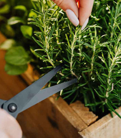 Organic Rosemary seed – 100% Natural & Non-GMO, High Germination, Open-Pollinated & Reproducible – Ideal for Home Gardens & Farms – 100-160 Seeds