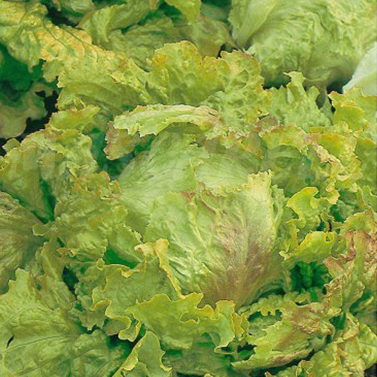 Certified Organic Lettuce Seeds  – 100% Natural & Non-GMO, High Germination, Open-Pollinated & Reproducible – Perfect for Home Gardens & Farms – 1,500-2,100 Seeds