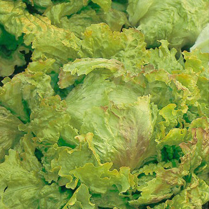 Certified Organic Lettuce Seeds  – 100% Natural & Non-GMO, High Germination, Open-Pollinated & Reproducible – Perfect for Home Gardens & Farms – 1,500-2,100 Seeds