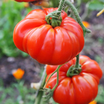 Certified Organic Tomato Seeds 'Marmande' – 100% Natural & Non-GMO, High Germination, Open-Pollinated & Reproducible – Ideal for Home Gardens & Farms – 80-120 Seeds
