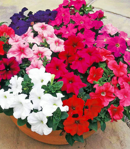 Organic Petunia Seeds  – 100% Natural & Non-GMO, High Germination, Open-Pollinated & Reproducible – 2100-2400 Seeds
