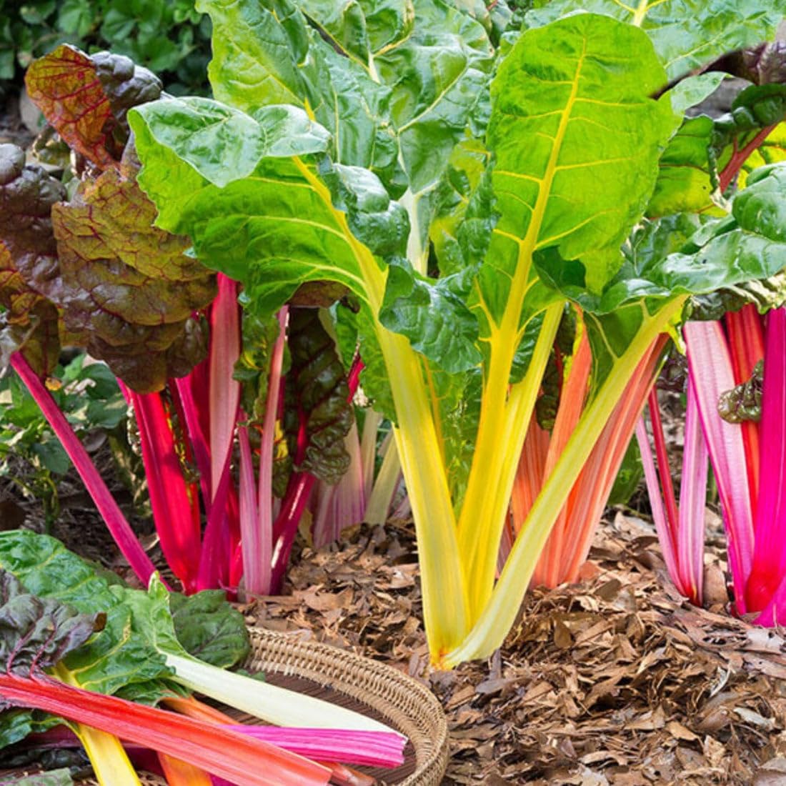 Broccoli Seeds for Planting Waltham 29 (2 Packs Approx. 1200 Seeds-20 Grams) Made in Canada Heirloom Microgreens Heirloom Salad Garnishes Vegetable Gardening
