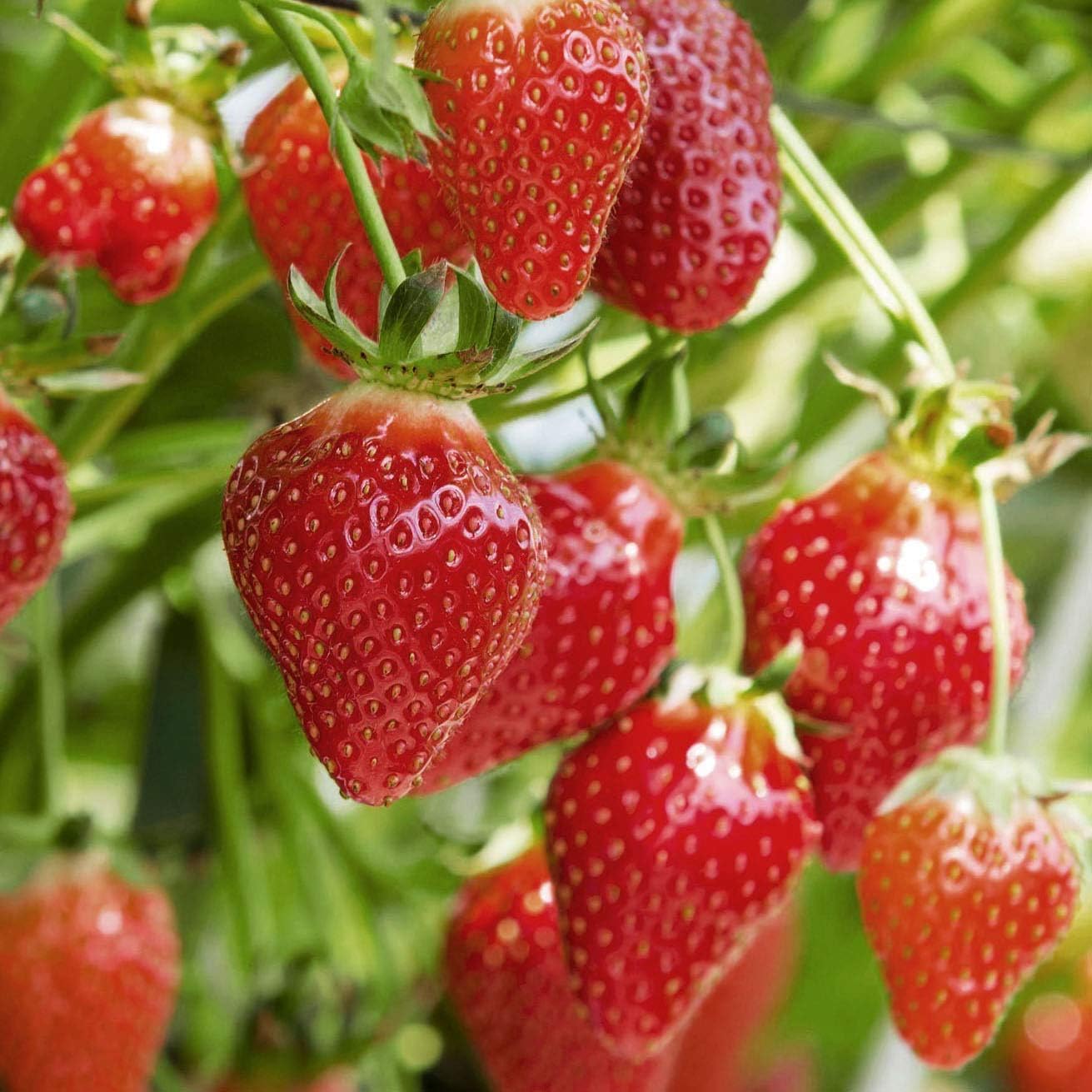 Canadian Organic Premium Strawberry Seeds– 100% Natural & Non-GMO, High Germination, Open-Pollinated & Reproducible – Ideal for Home Gardens & Farms – 300-340 Seeds