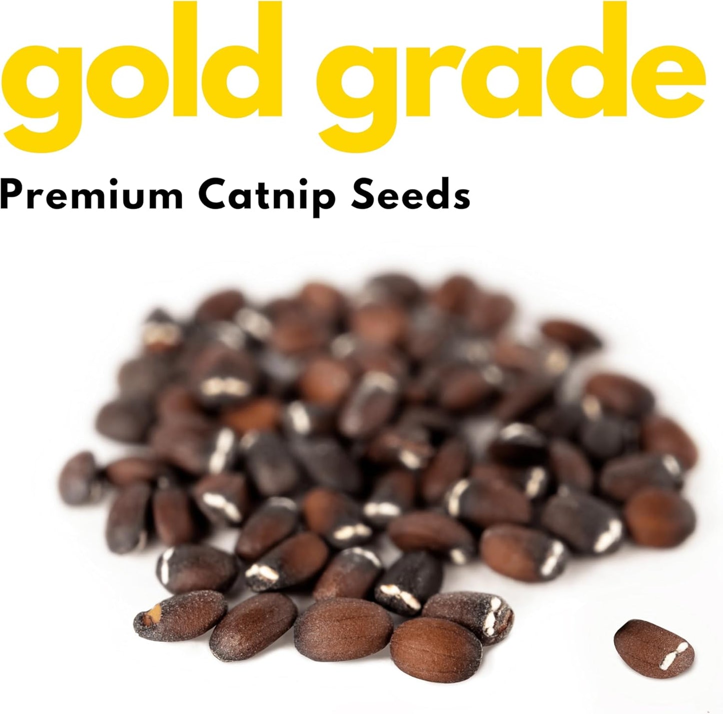 Catnip Seeds 6g – Product of Canada| 100% Natural, Easy-to-Grow Seeds for Happy Cats and Herbal Gardens by ELO’S Garden