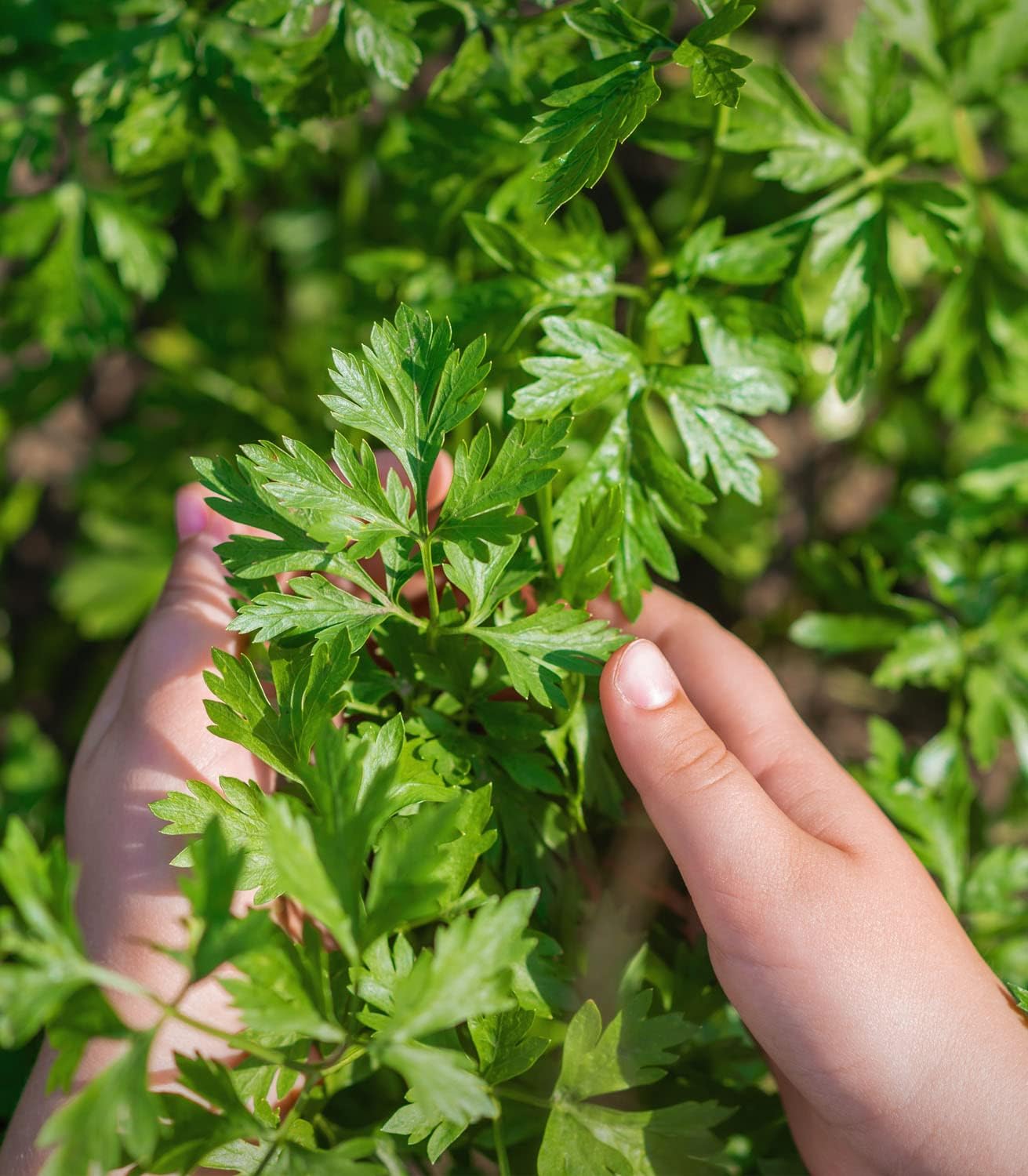 Certified Organic Parsley Seeds 'Giganti di Napoli' by Minigarden – 100% Natural & Non-GMO, High Germination, Open-Pollinated & Reproducible – Perfect for Home Gardens & Farms – 3,000-3,600 Seeds