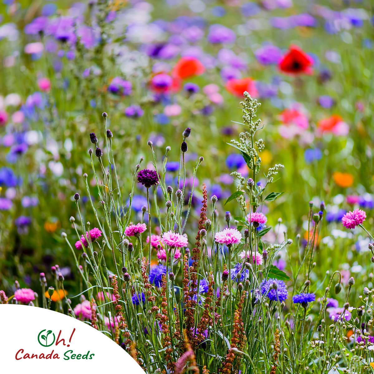 Canadian Wildflower Seeds 3.6 oz - 19 Varieties of Mixed Annual & Perennial Flower Seeds from Oh! Canada Seeds - Graines de Fleurs Sauvages Wild Flowers Seeds Canada Flower Seeds