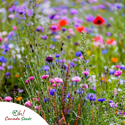 Canadian Wildflower Seeds 3.6 oz - 19 Varieties of Mixed Annual & Perennial Flower Seeds from Oh! Canada Seeds - Graines de Fleurs Sauvages Wild Flowers Seeds Canada Flower Seeds