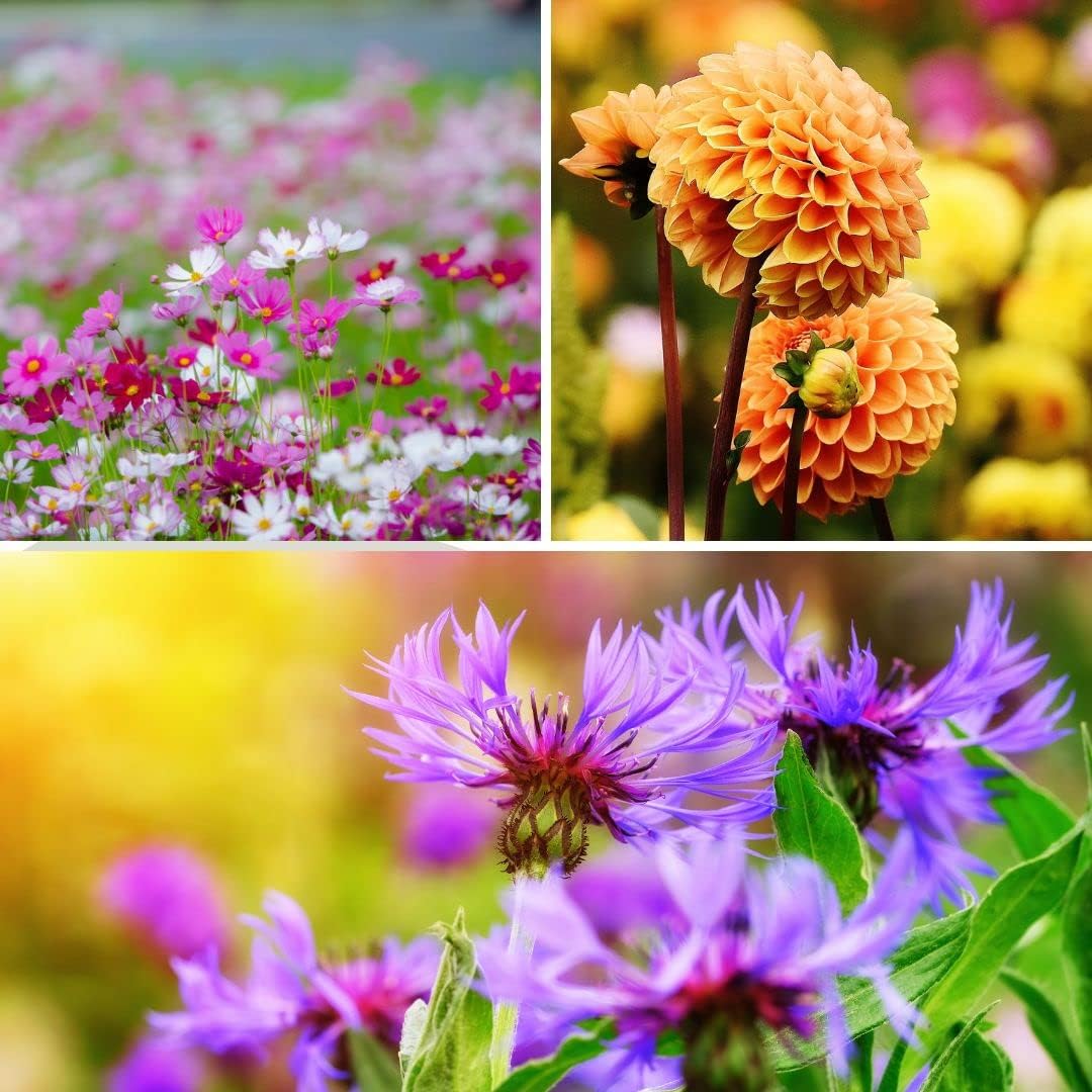 25 Packs Sachets Canadian Wild Flowers Varieties Heirloom Seeds Packets Seeds with 25 Planting Labels.
