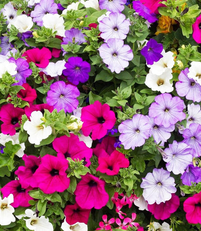 Organic Petunia Seeds  – 100% Natural & Non-GMO, High Germination, Open-Pollinated & Reproducible – 2100-2400 Seeds