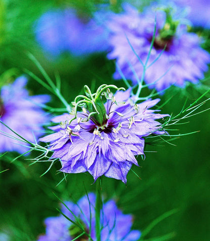 Organic Black Cumin Seeds  – 100% Natural & Non-GMO, High Germination, Open-Pollinated & Reproducible – Ideal for Home Gardens & Farms – 200-250 Seeds