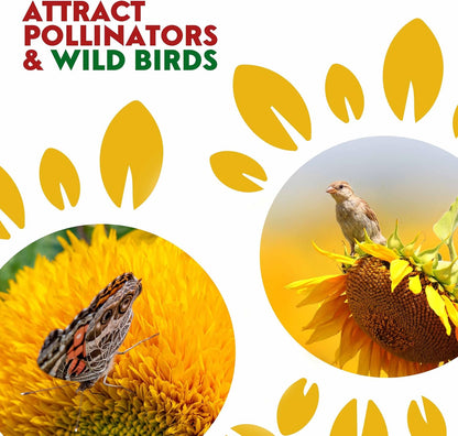 Mixed Sunflower Seeds for Planting Canada - 5 Varieties of Flower Seeds for Your Flower Garden, Flower Seeds for Cut Flowers Pollinator Butterfly and Bird Friendly