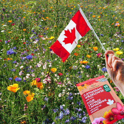 Canadian Wildflower Seeds 3.6 oz - 19 Varieties of Mixed Annual & Perennial Flower Seeds from Oh! Canada Seeds - Graines de Fleurs Sauvages Wild Flowers Seeds Canada Flower Seeds