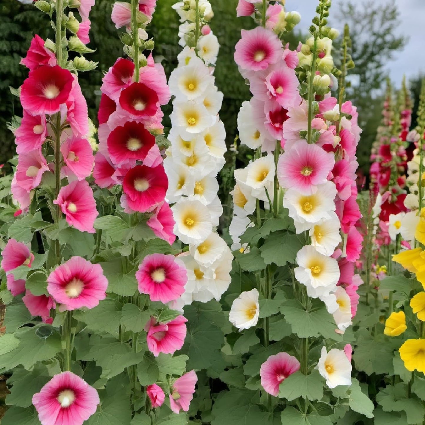 Indian Springs Hollyhock Seeds - 2 Packs x 100+ Seeds Each | Grow Your Canadian Family Garden