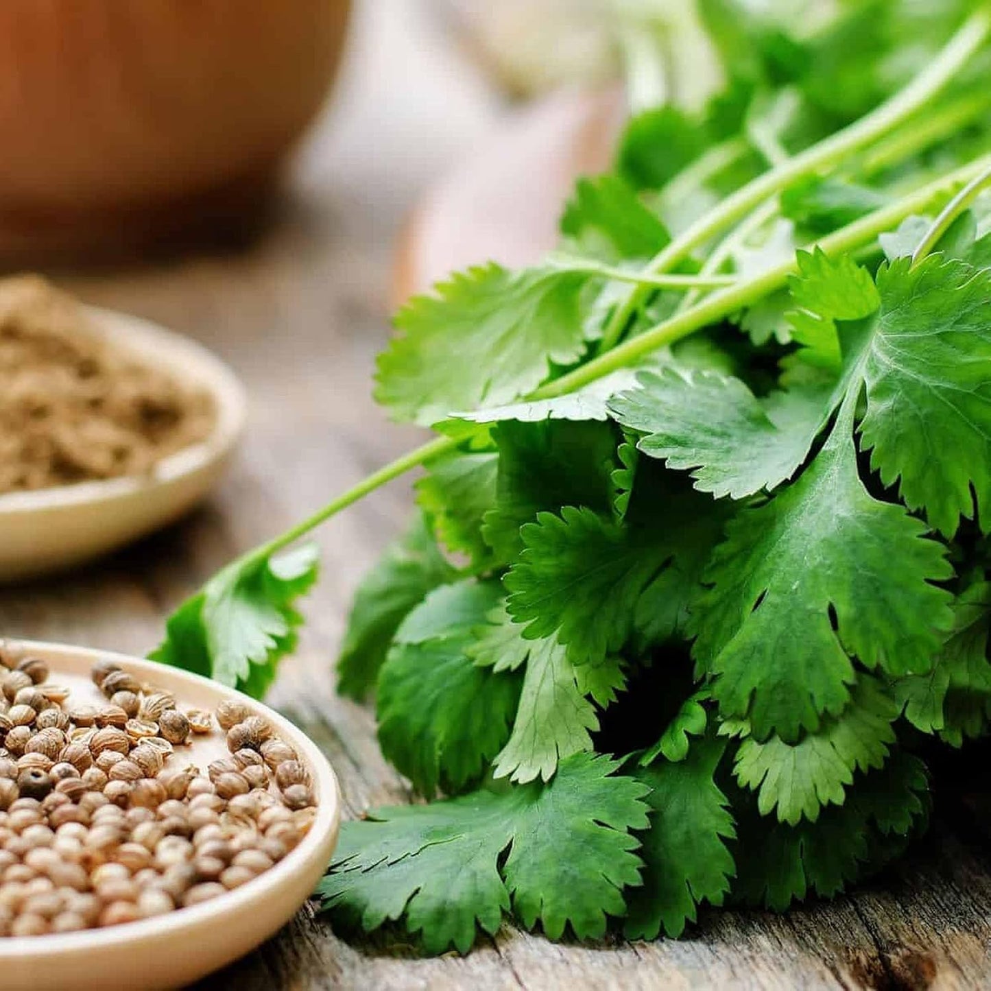 Certified Organic Coriander Seeds – 100% Natural & Non-GMO, High Germination, Open-Pollinated & Reproducible – Ideal for Home Gardens & Farms – 240-300 Seeds