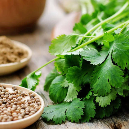 Certified Organic Coriander Seeds – 100% Natural & Non-GMO, High Germination, Open-Pollinated & Reproducible – Ideal for Home Gardens & Farms – 240-300 Seeds