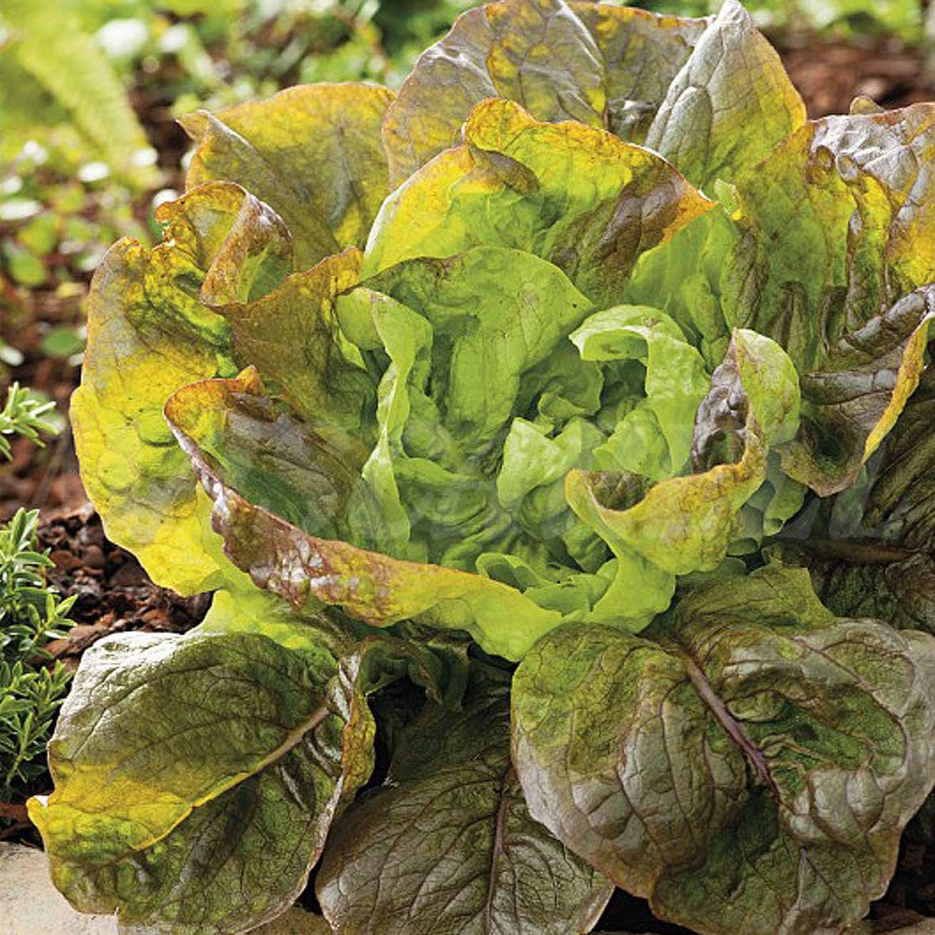 Certified Organic Lettuce Seeds  – 100% Natural & Non-GMO, High Germination, Open-Pollinated & Reproducible – Perfect for Home Gardens & Farms – 1,500-2,100 Seeds