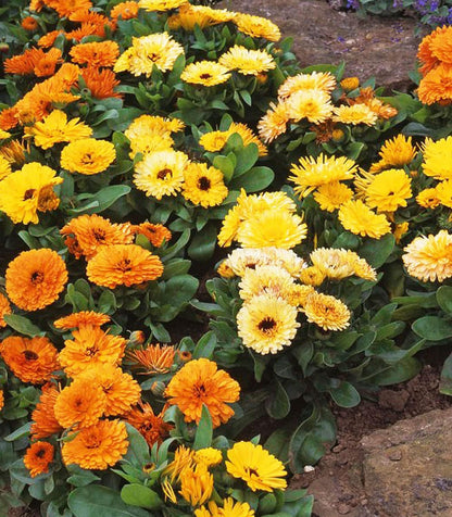 Certified Organic Calendula Seeds – 100% Natural & Non-GMO, High Germination, Open-Pollinated & Reproducible – Ideal for Home Gardens & Farms – 150-175 Seeds