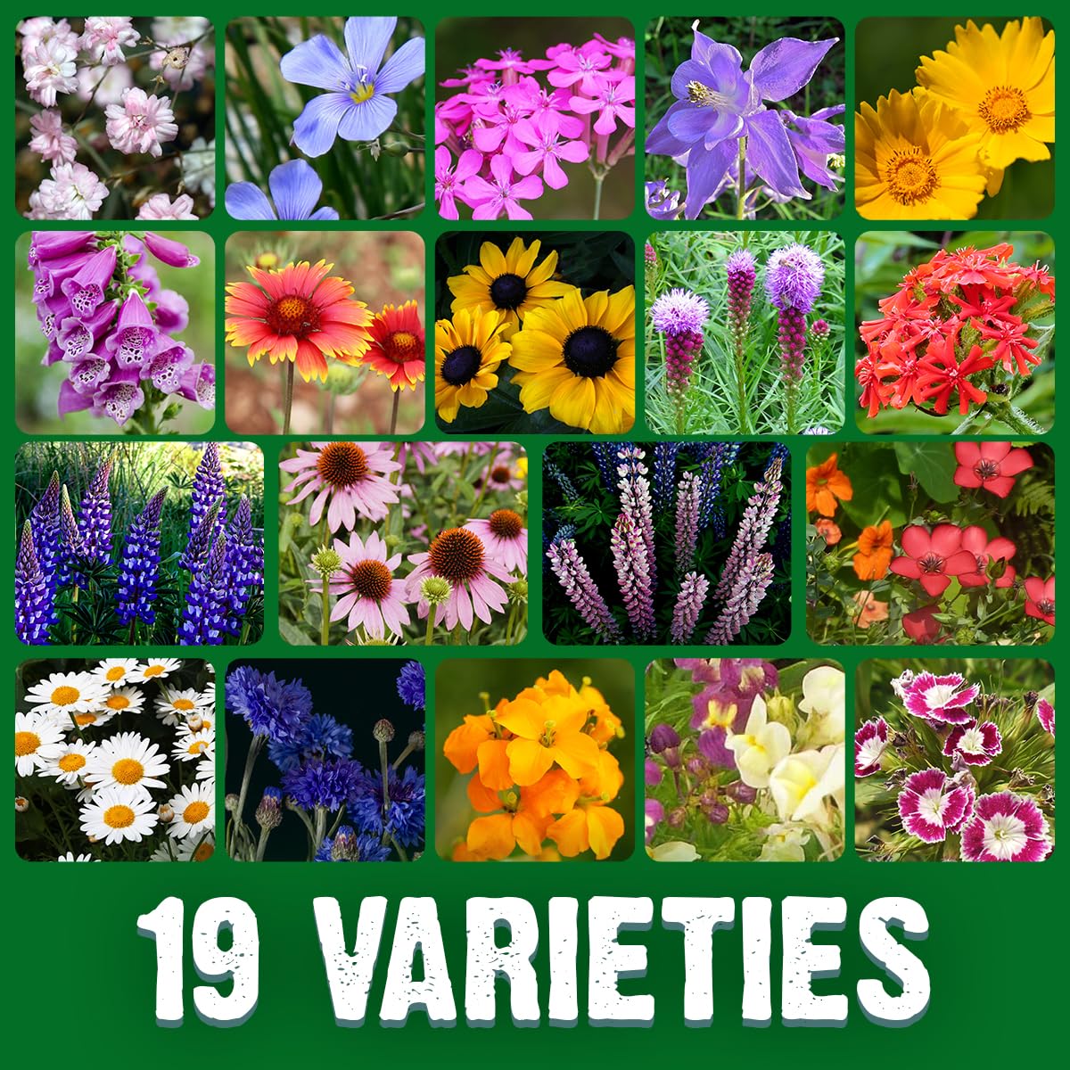 Canadian Wildflower Seeds 3.6 oz - 19 Varieties of Mixed Annual & Perennial Flower Seeds from Oh! Canada Seeds - Graines de Fleurs Sauvages Wild Flowers Seeds Canada Flower Seeds