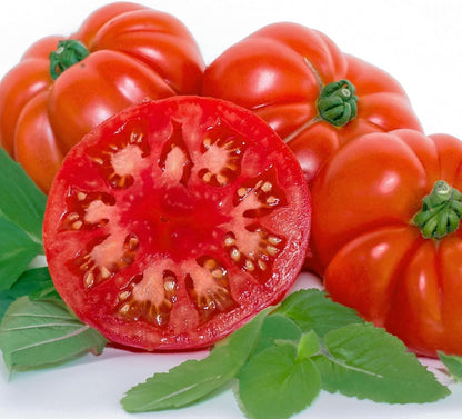 Certified Organic Tomato Seeds 'Marmande' – 100% Natural & Non-GMO, High Germination, Open-Pollinated & Reproducible – Ideal for Home Gardens & Farms – 80-120 Seeds