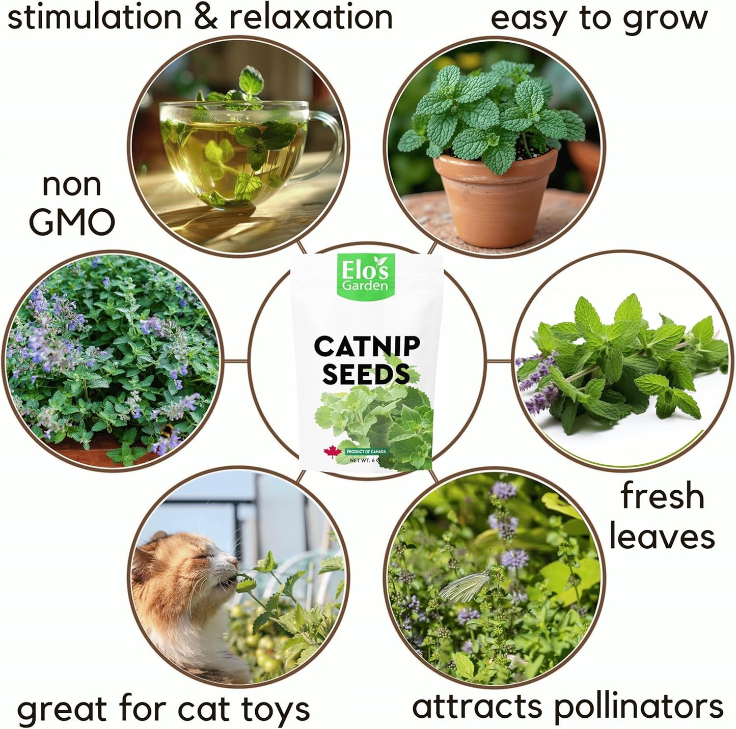 Catnip Seeds 6g – Product of Canada| 100% Natural, Easy-to-Grow Seeds for Happy Cats and Herbal Gardens by ELO’S Garden