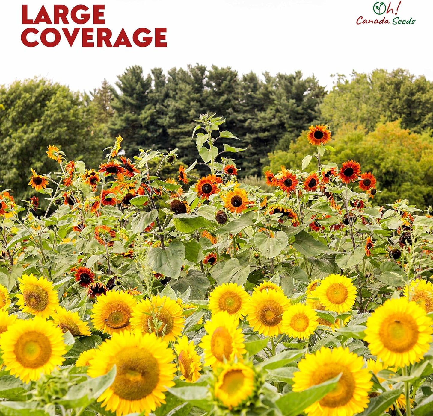 Mixed Sunflower Seeds for Planting Canada - 5 Varieties of Flower Seeds for Your Flower Garden, Flower Seeds for Cut Flowers Pollinator Butterfly and Bird Friendly