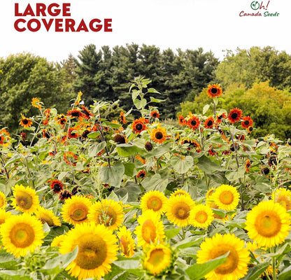 Mixed Sunflower Seeds for Planting Canada - 5 Varieties of Flower Seeds for Your Flower Garden, Flower Seeds for Cut Flowers Pollinator Butterfly and Bird Friendly