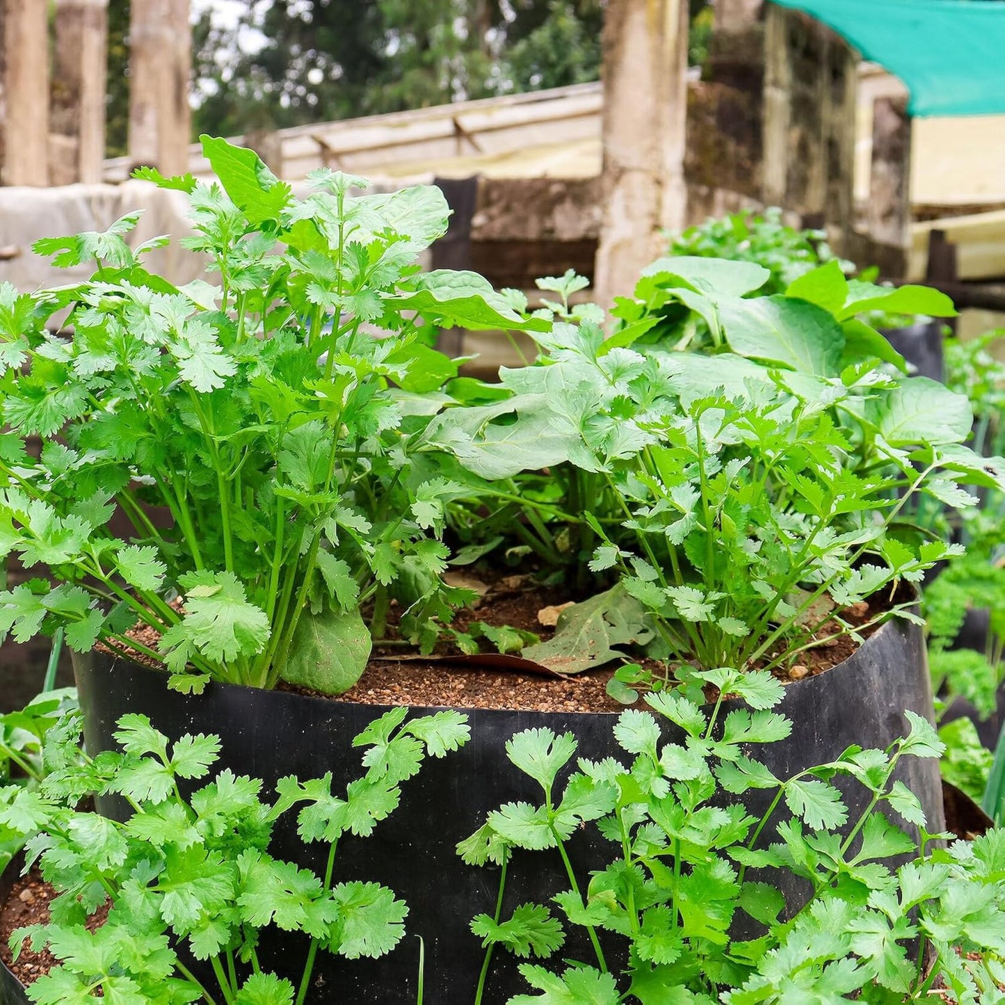 Certified Organic Coriander Seeds – 100% Natural & Non-GMO, High Germination, Open-Pollinated & Reproducible – Ideal for Home Gardens & Farms – 240-300 Seeds