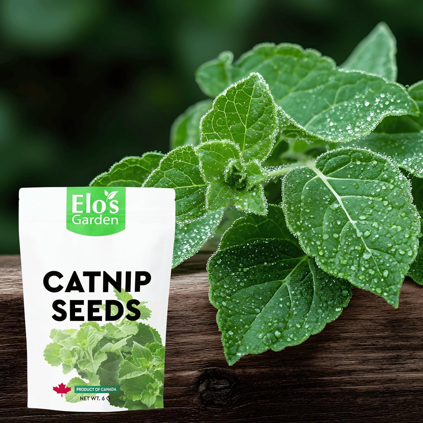 Catnip Seeds 6g – Product of Canada| 100% Natural, Easy-to-Grow Seeds for Happy Cats and Herbal Gardens by ELO’S Garden