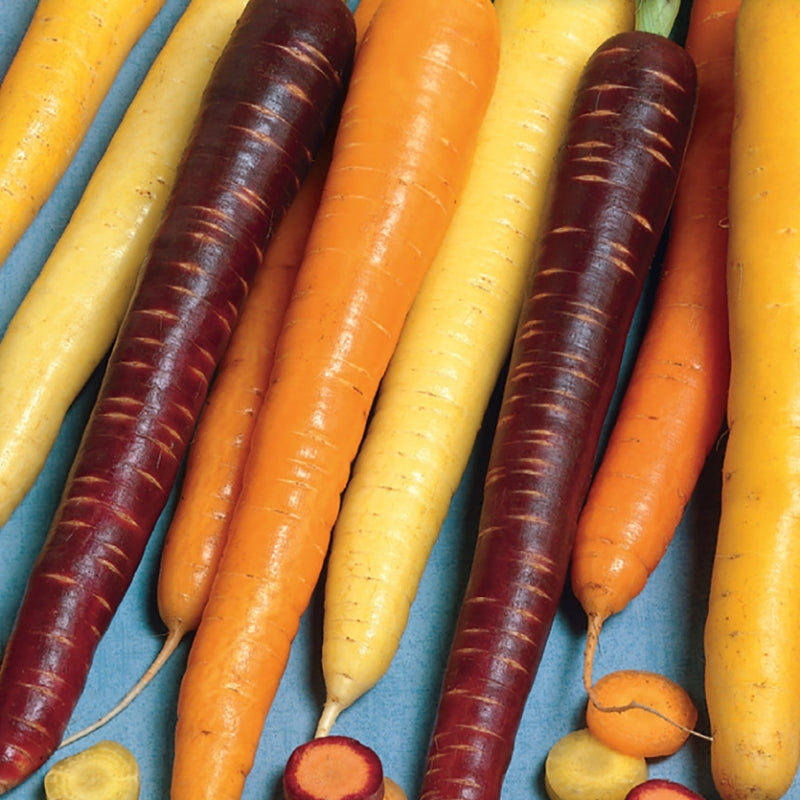 Carrot, Rainbow Mix Organic Seeds