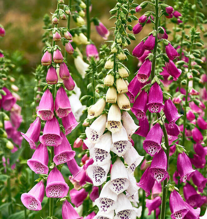 Excelsior Foxglove Seeds
