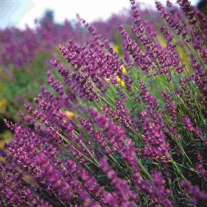 Lavender Seeds Lavandula angustifolia