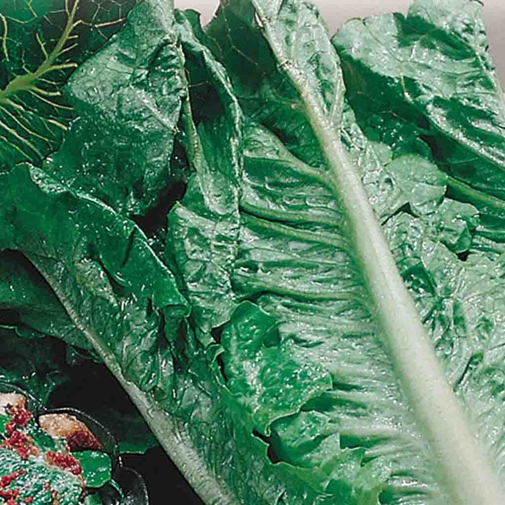 Lettuce, Romaine Seeds Lactuca sativa