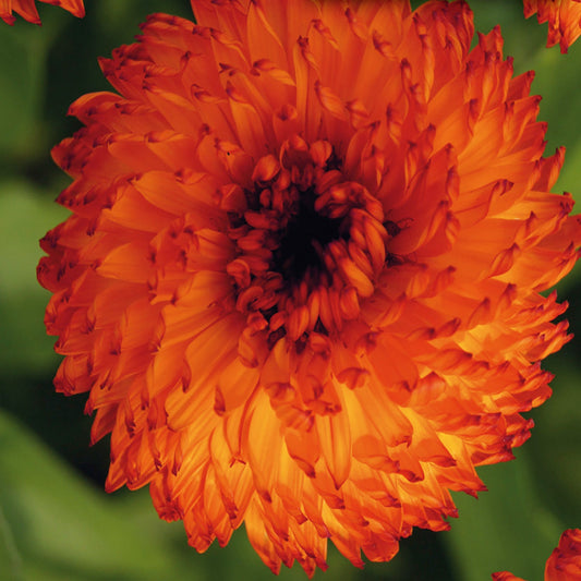Calendula, Neon Seeds Calendula officinalis