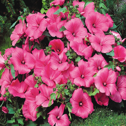 Lavatera, Twins Hot Pink Seeds Lavatera trimestris , Mallow